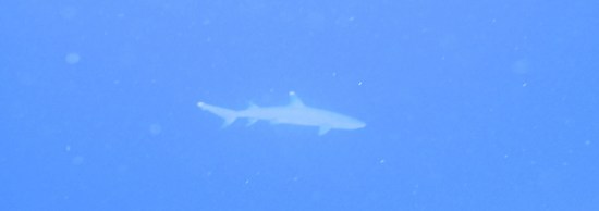 White Tipped Reef Shark. Not a Man Eater.